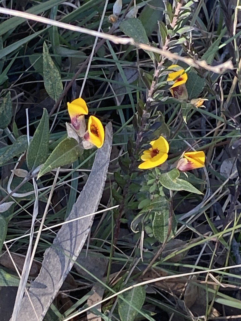 Mirbelia platylobioides photo 2