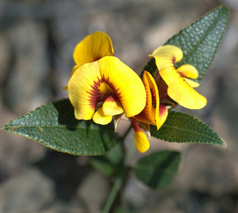 Mirbelia platylobioides photo 3