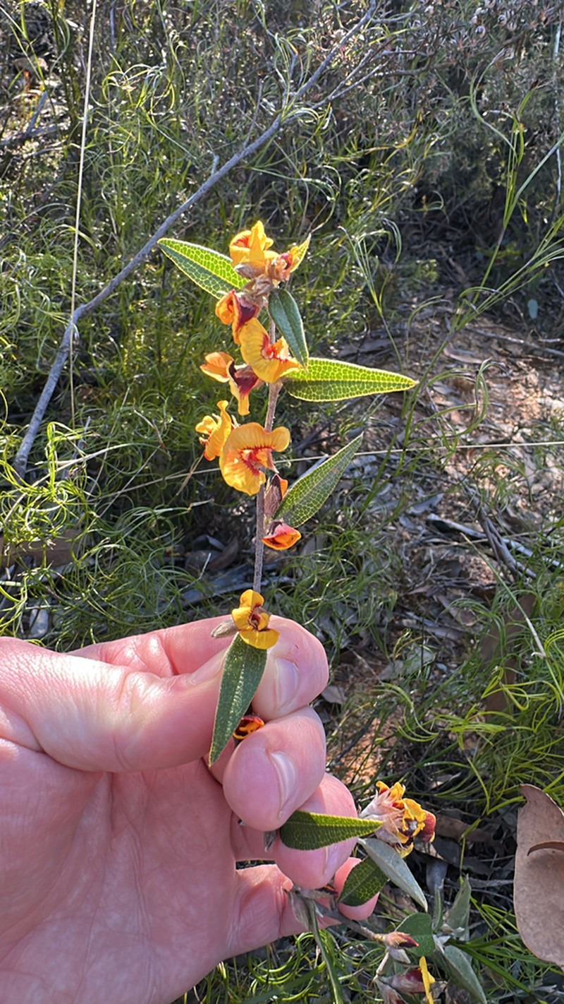 Mirbelia platylobioides photo 4