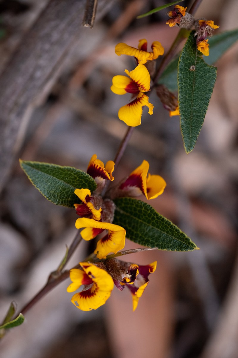 Mirbelia platylobioides photo 5