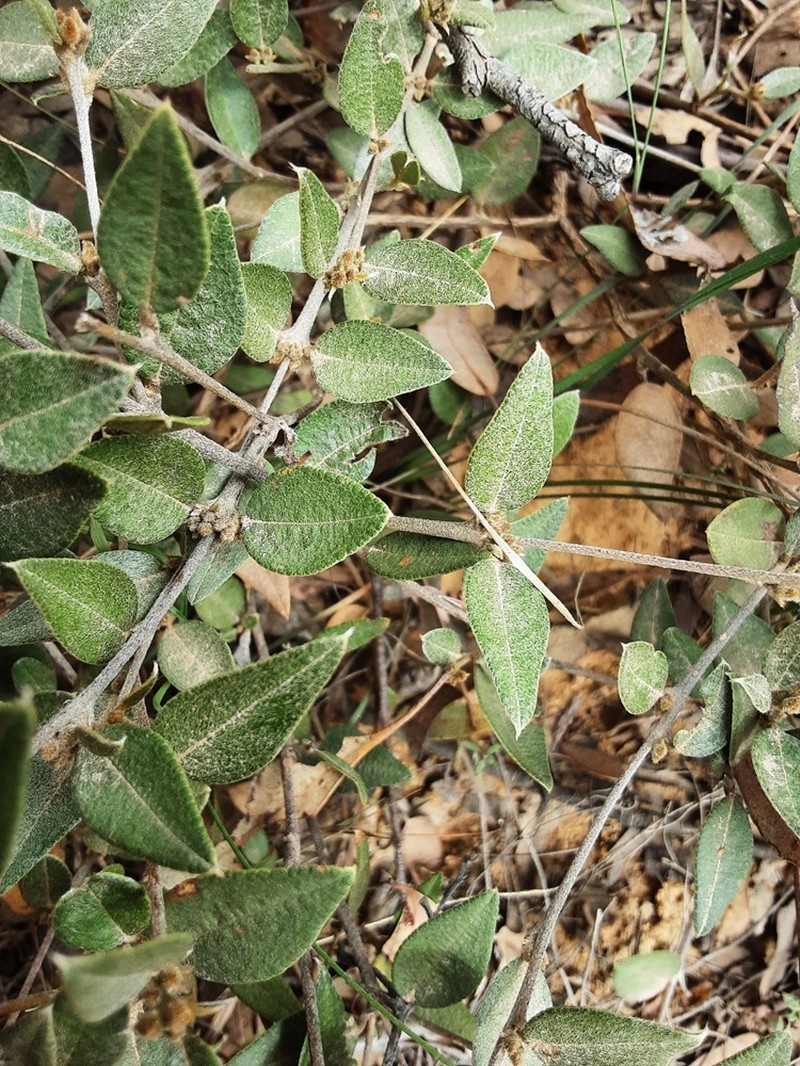 Mirbelia platylobioides photo 6