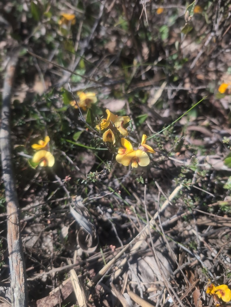 Mirbelia platylobioides photo 7