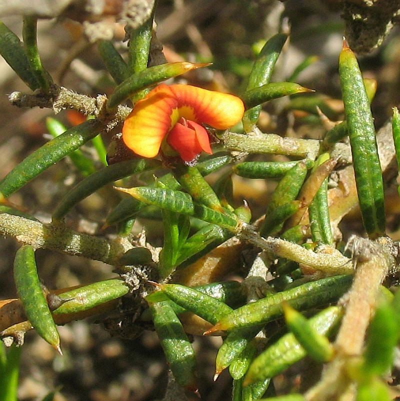 Mirbelia pungens