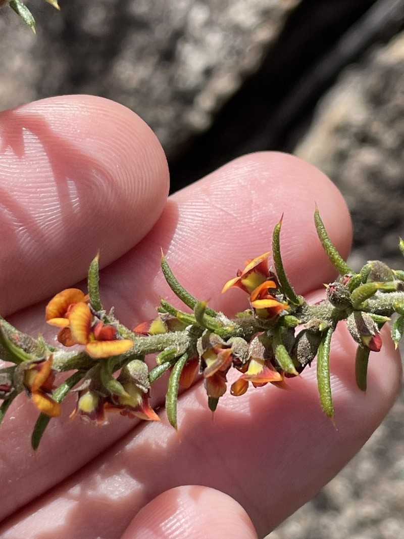 Mirbelia pungens photo 2