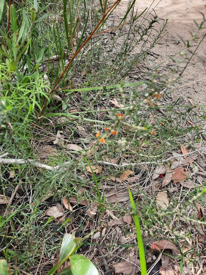 Mirbelia pungens photo 3
