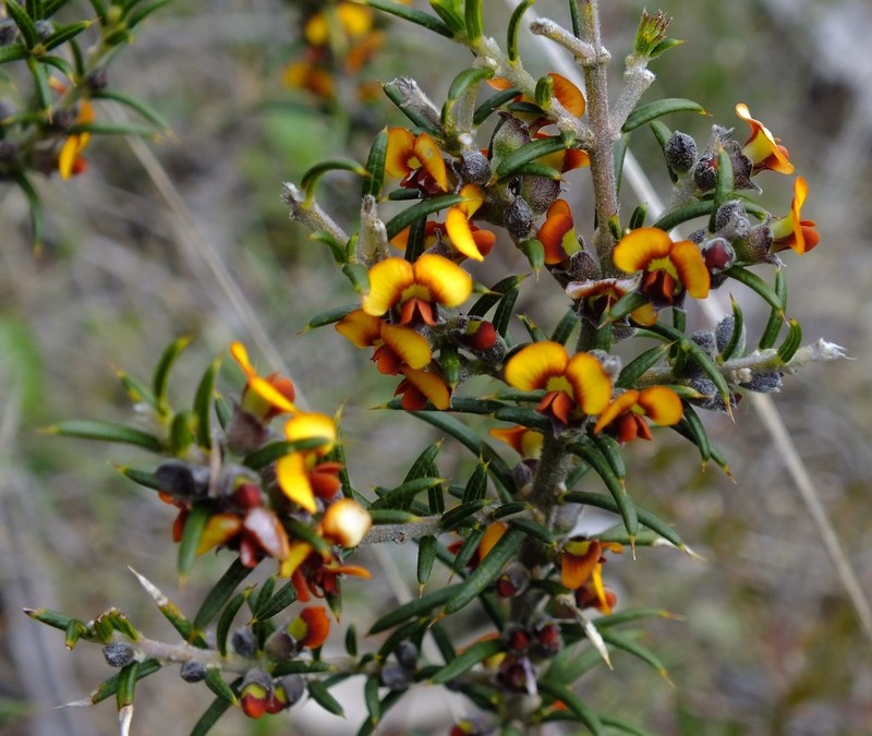 Mirbelia pungens photo 4