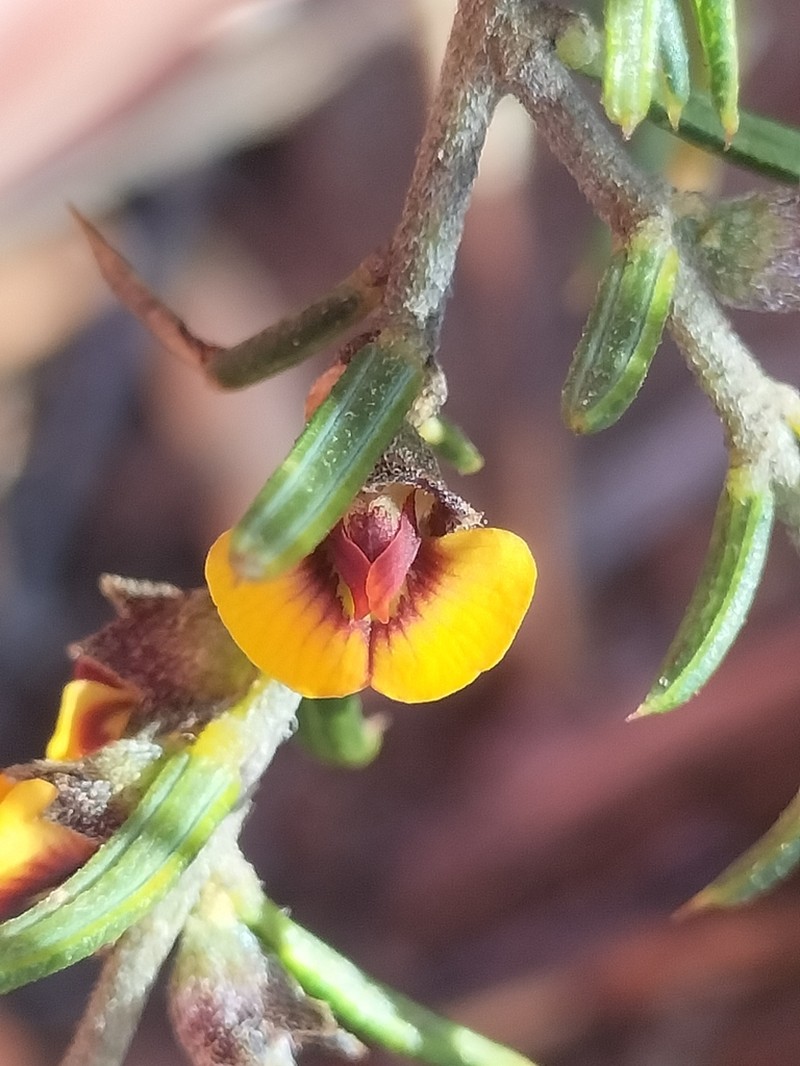 Mirbelia pungens photo 5