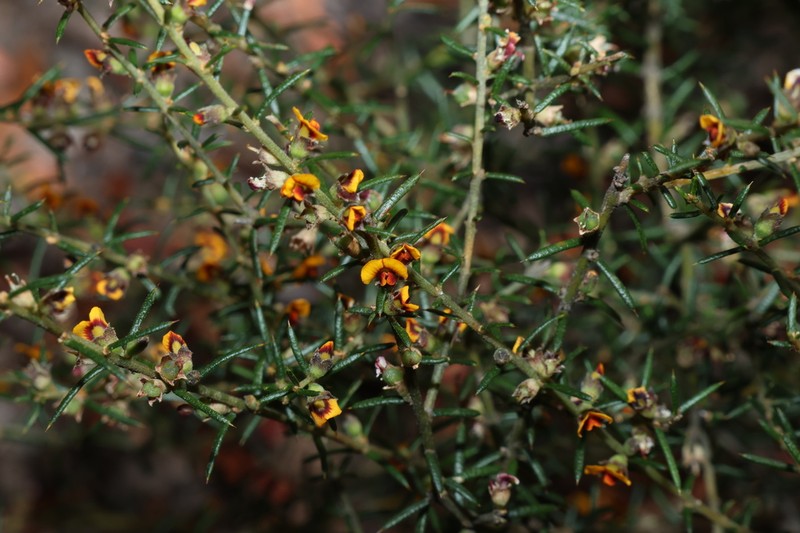Mirbelia pungens photo 6