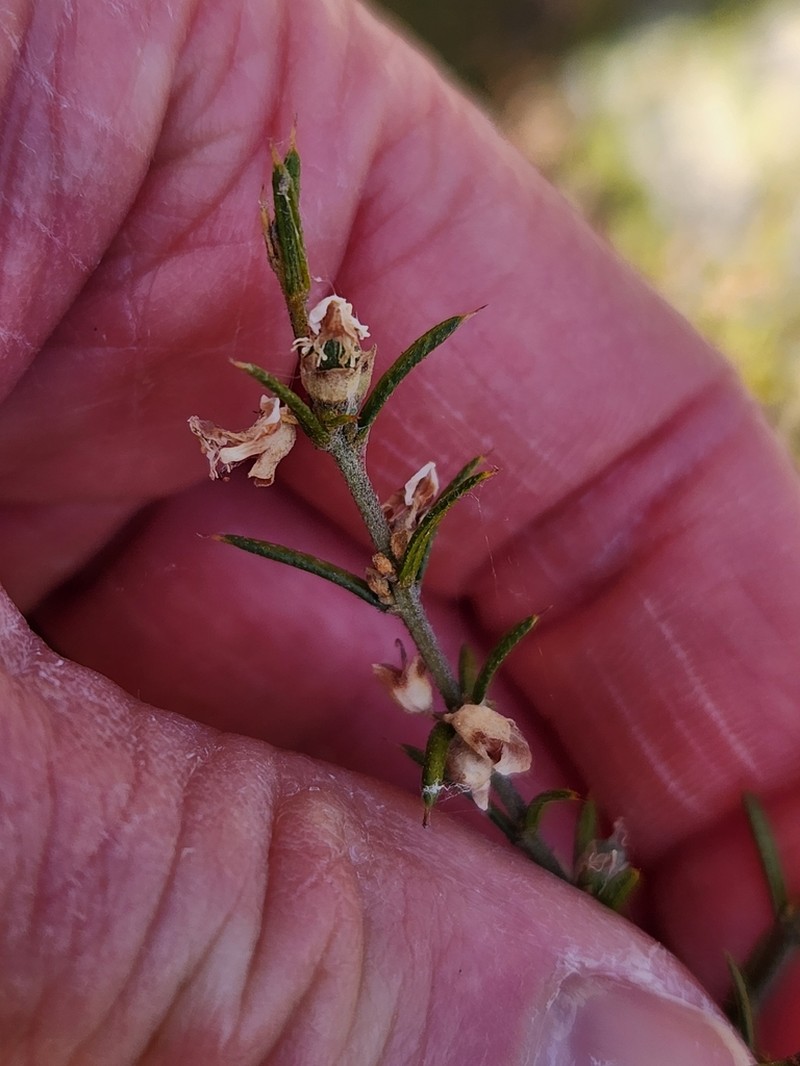 Mirbelia pungens photo 7