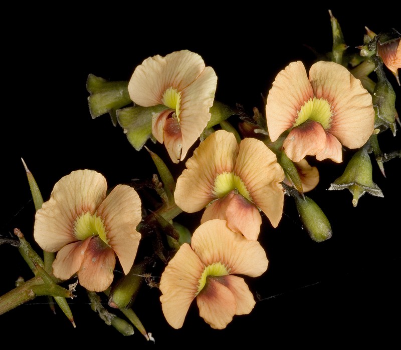 Mirbelia ramulosa