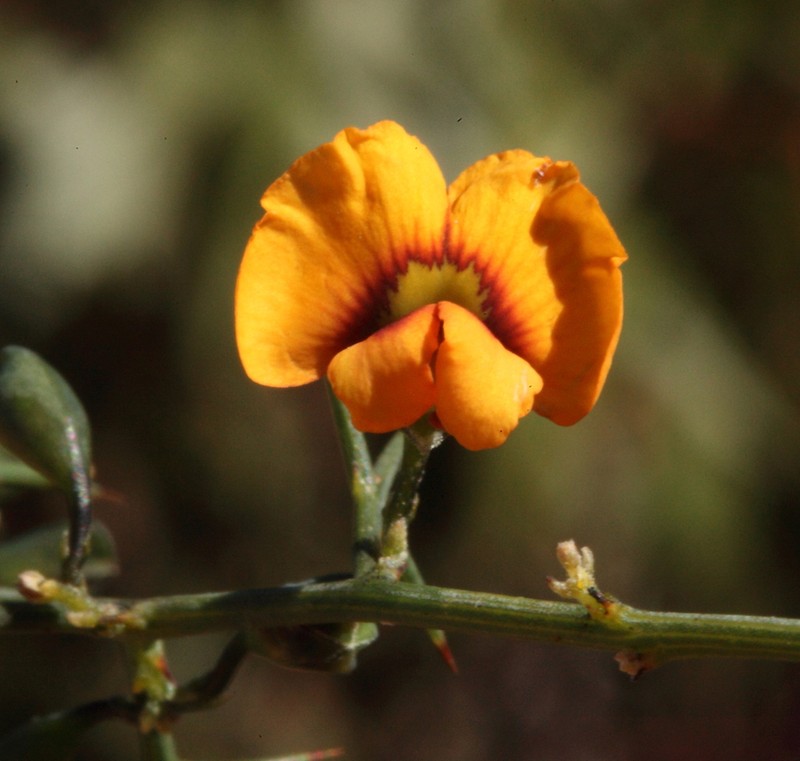 Mirbelia ramulosa photo 2