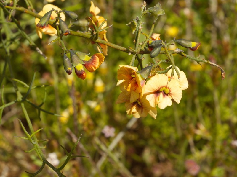 Mirbelia ramulosa photo 3