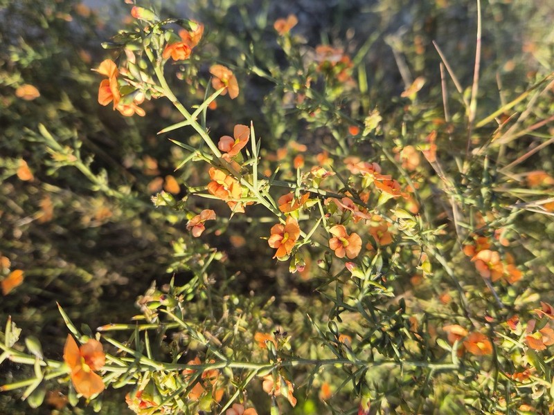 Mirbelia ramulosa photo 4