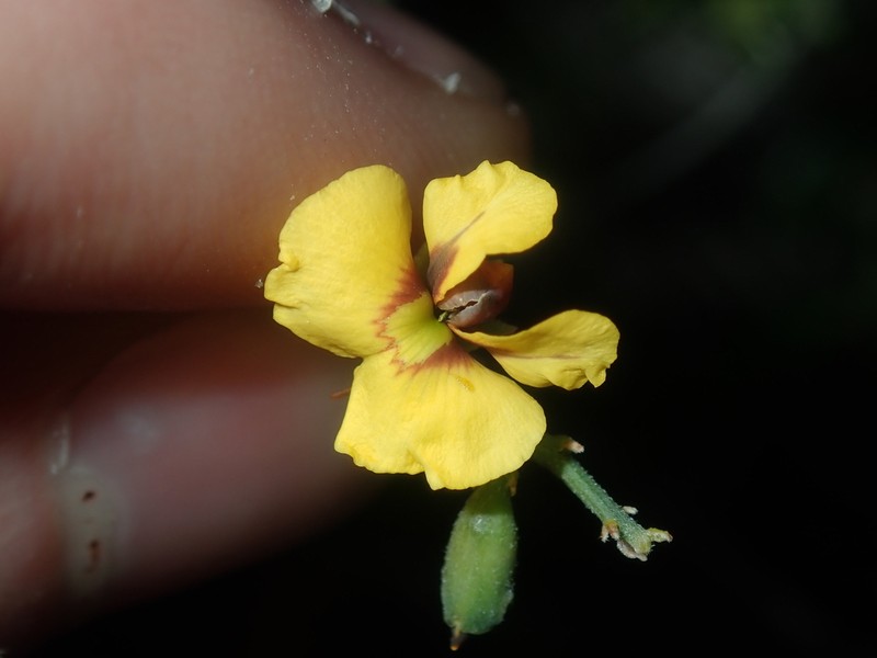 Mirbelia ramulosa photo 5
