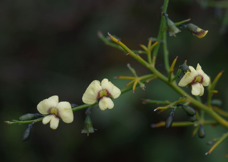 Mirbelia ramulosa photo 6