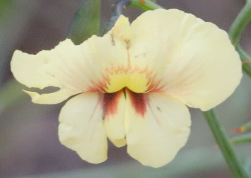 Mirbelia ramulosa photo 7