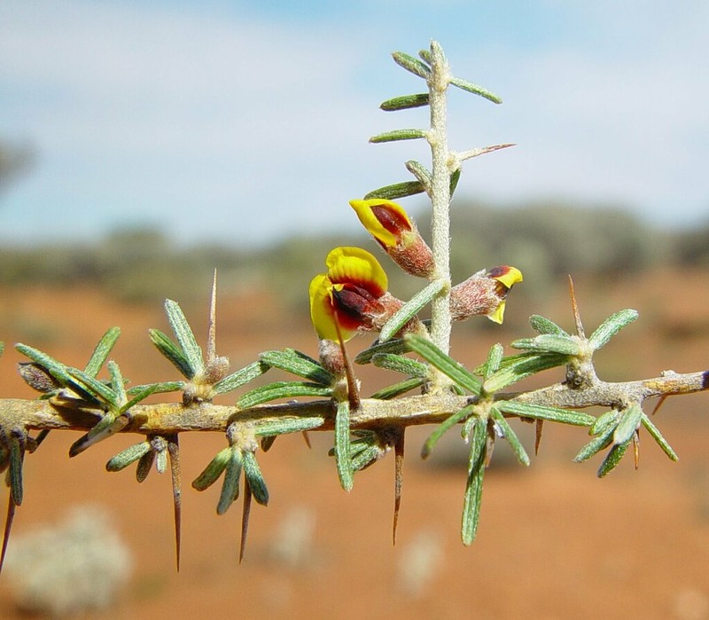 Mirbelia rhagodioides
