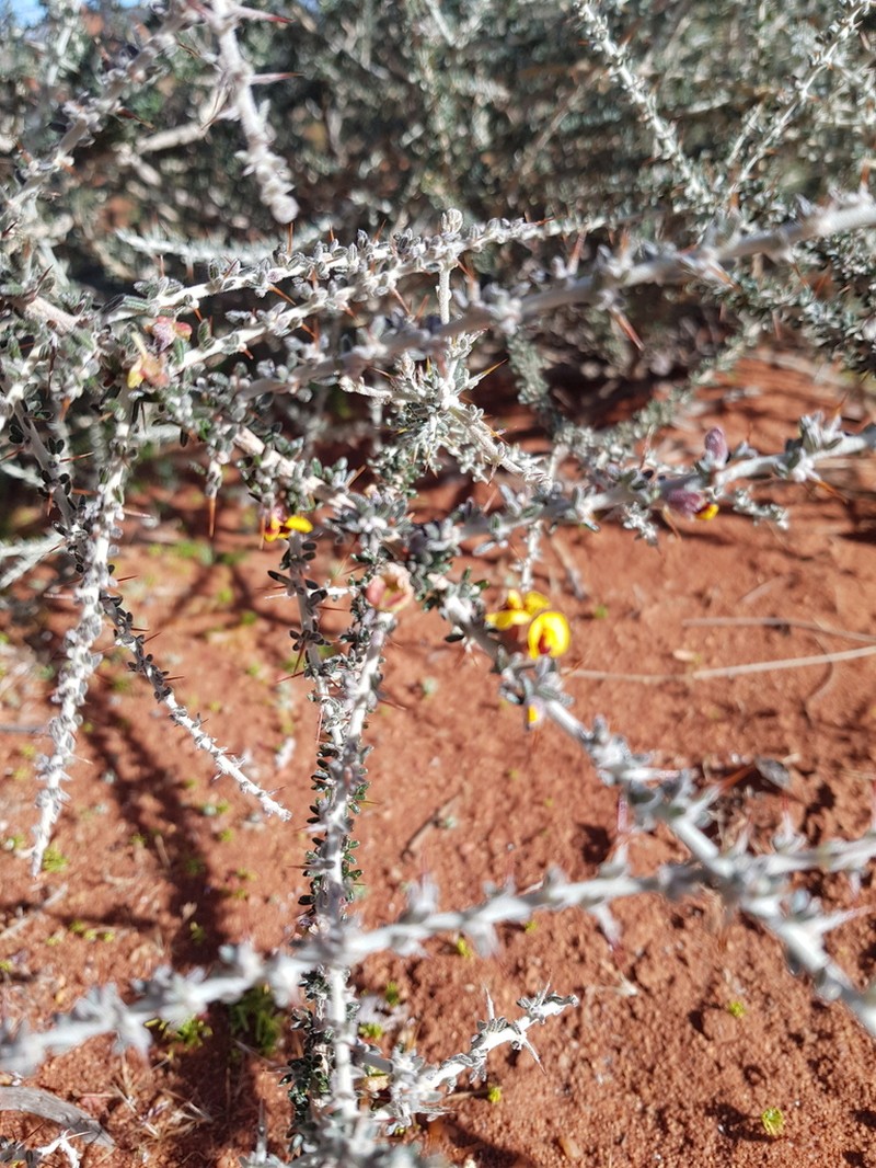 Mirbelia rhagodioides photo 3