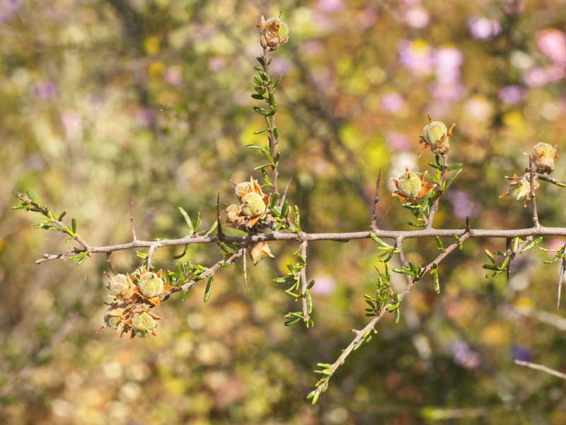 Mirbelia rhagodioides photo 4