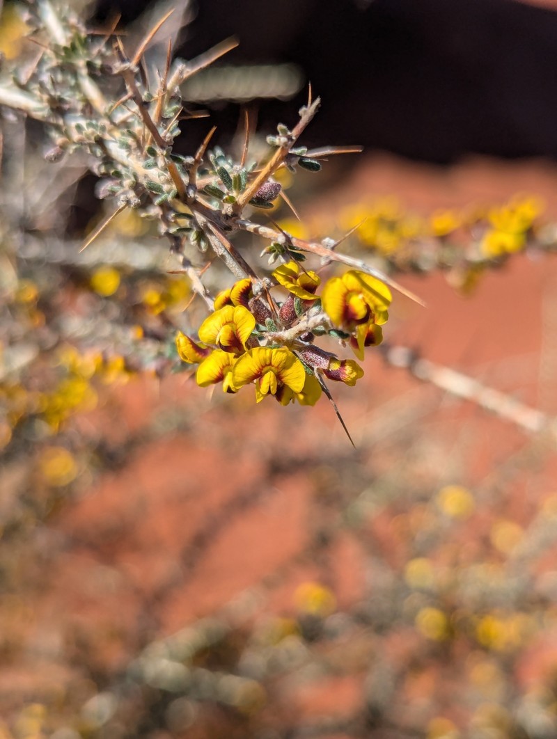 Mirbelia rhagodioides photo 5