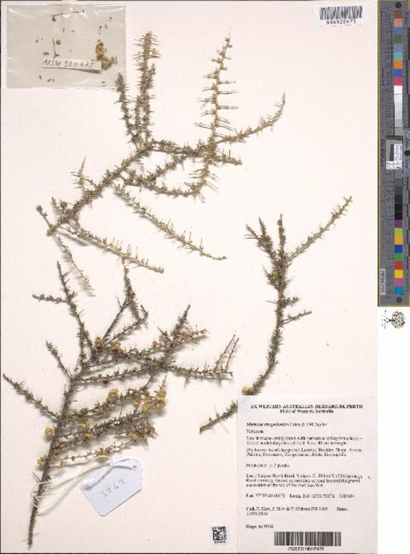 Mirbelia rhagodioides photo 6