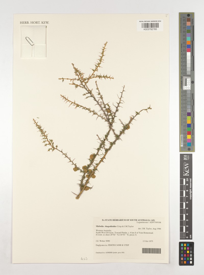 Mirbelia rhagodioides photo 7
