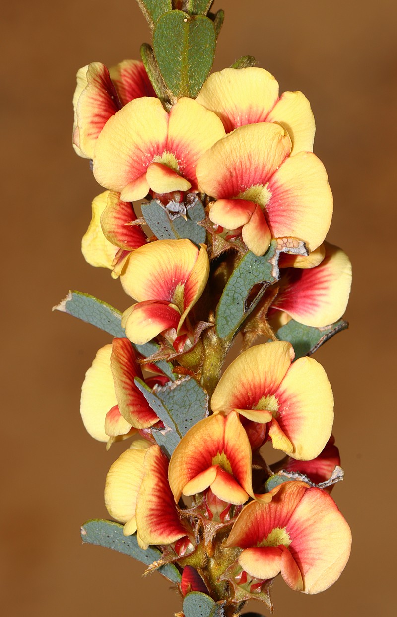 Mirbelia seorsifolia