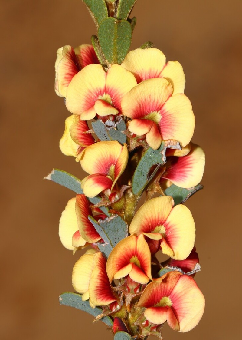 Mirbelia seorsifolia photo 2