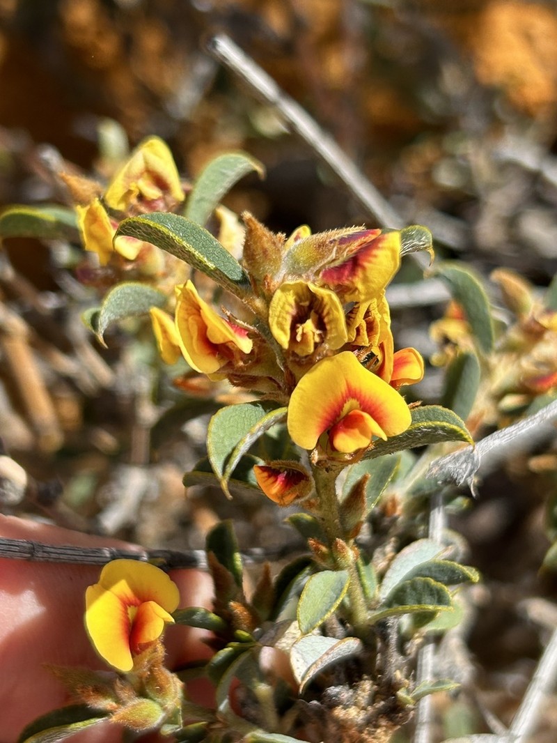 Mirbelia seorsifolia photo 3