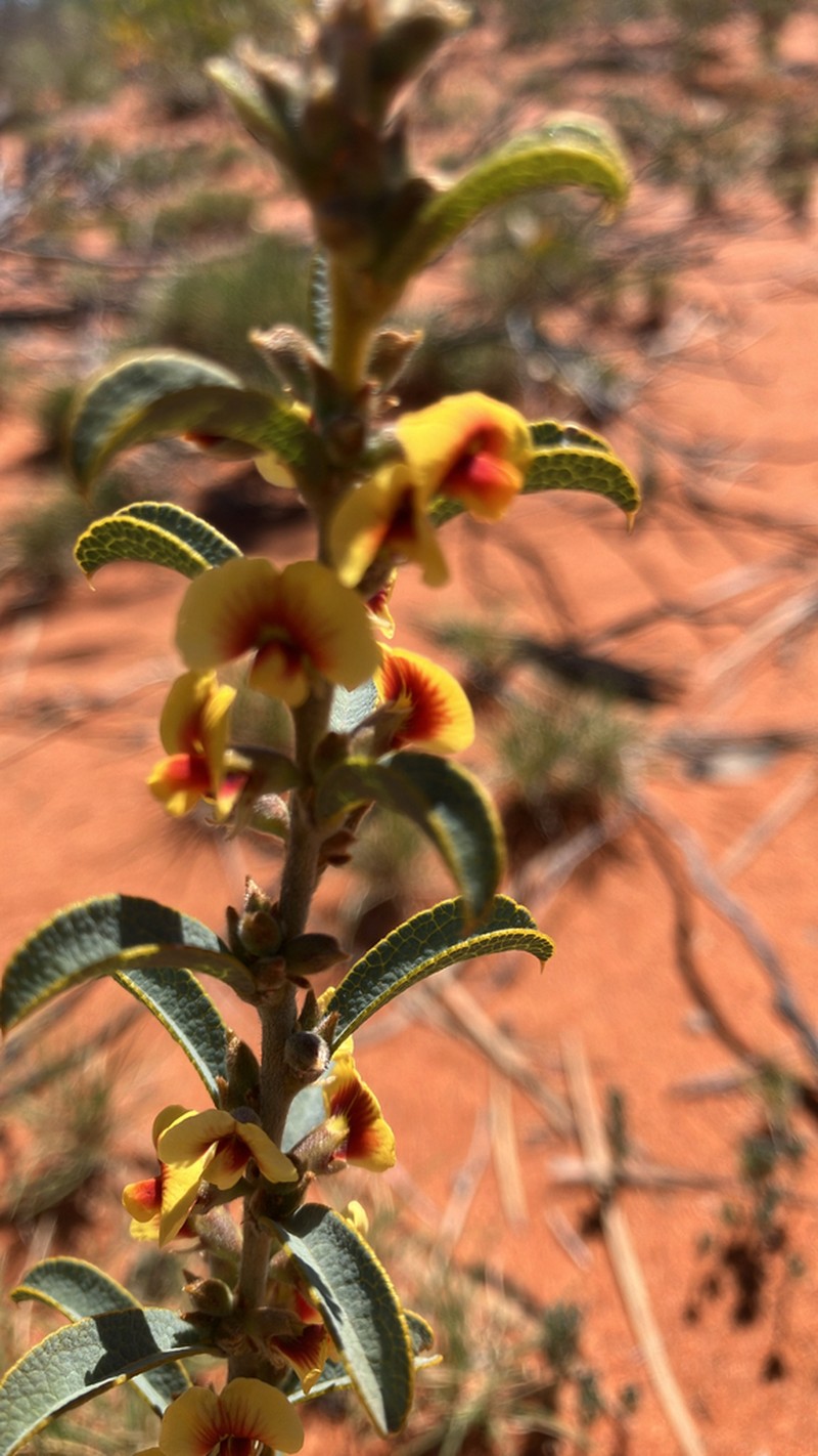 Mirbelia seorsifolia photo 4