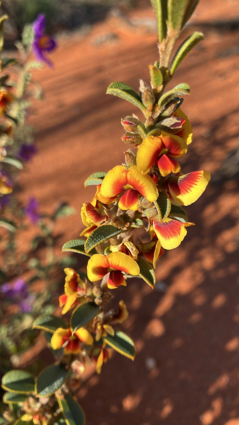 Mirbelia seorsifolia photo 6