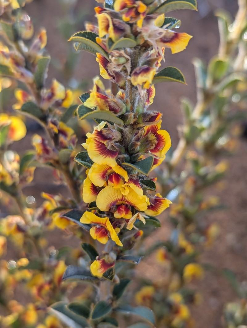 Mirbelia seorsifolia photo 7