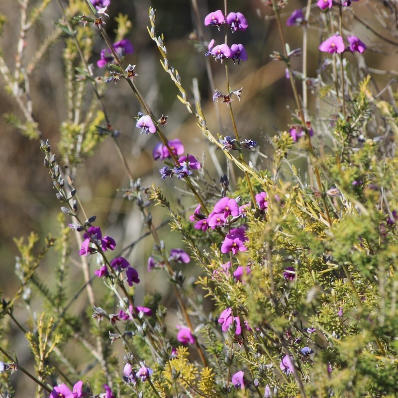 Mirbelia speciosa