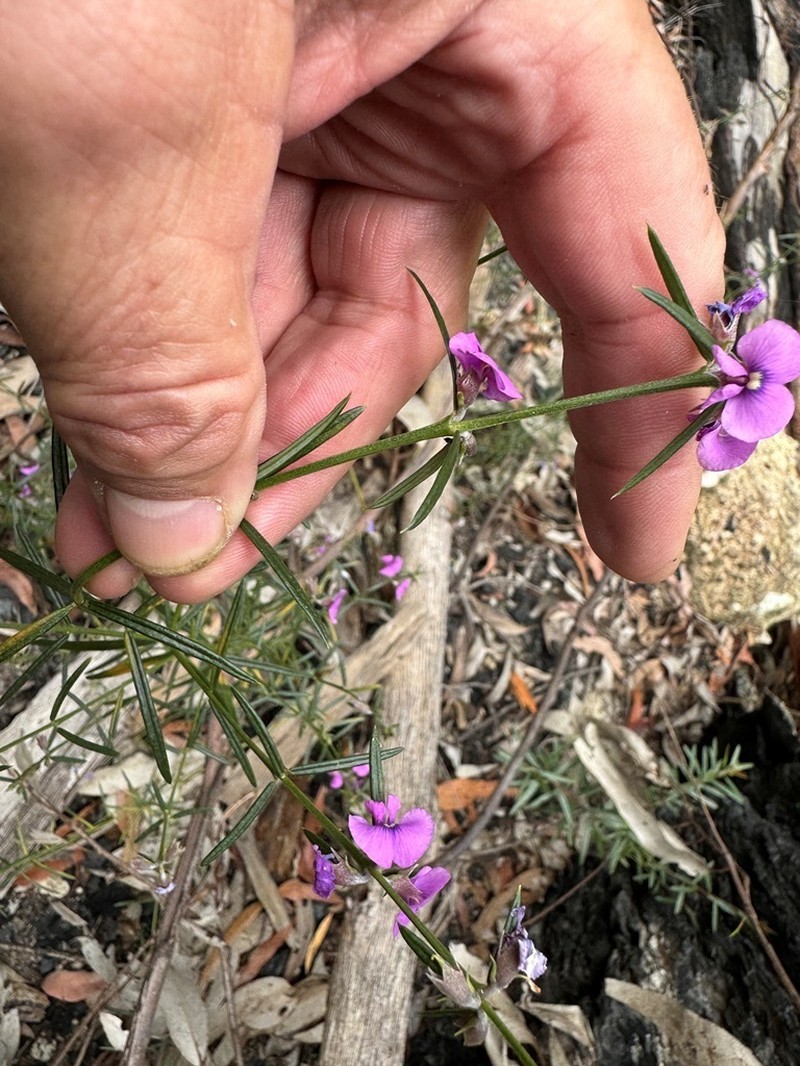 Mirbelia speciosa photo 4