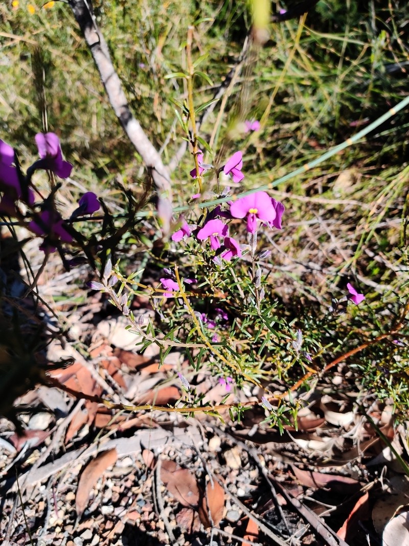 Mirbelia speciosa photo 5