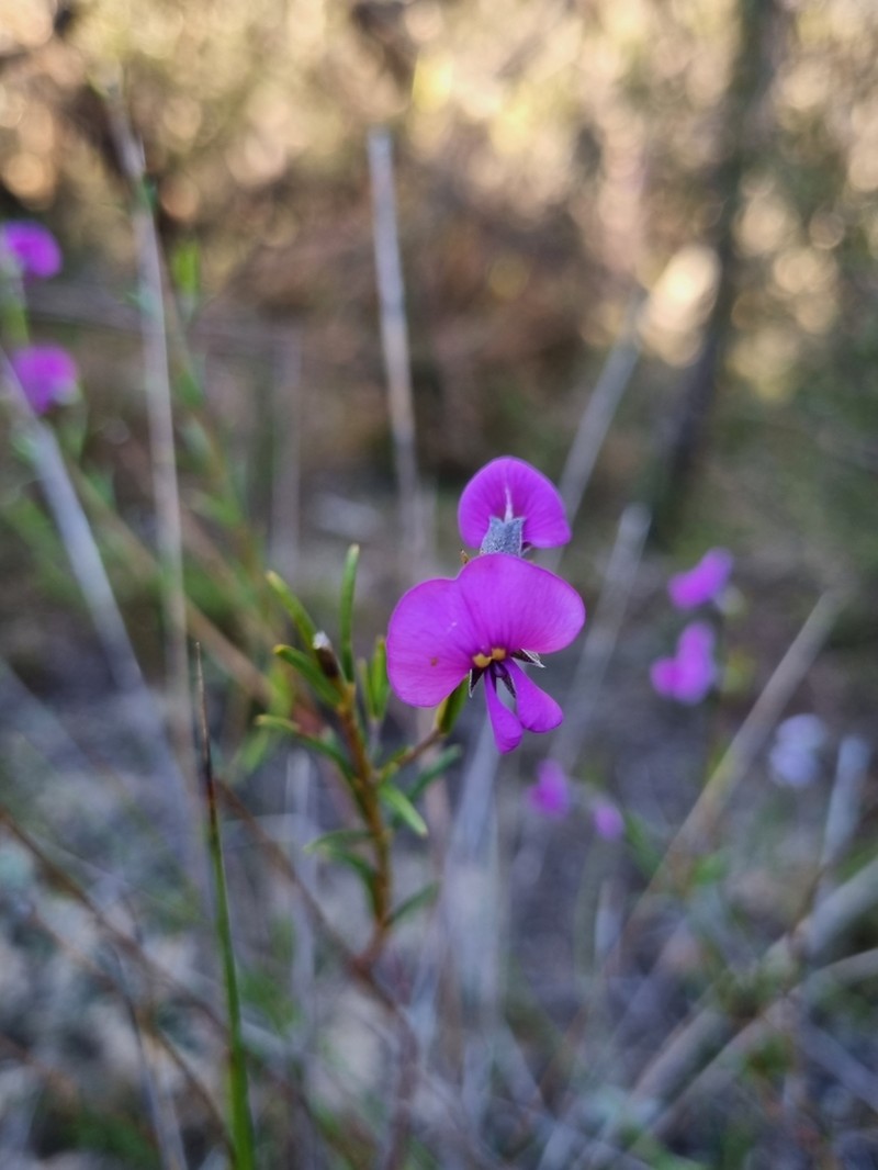 Mirbelia speciosa photo 6