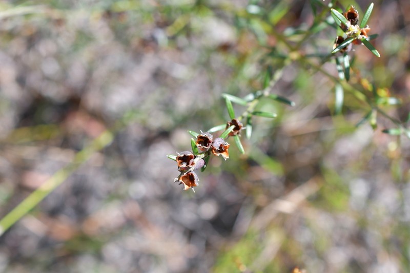 Mirbelia speciosa photo 7