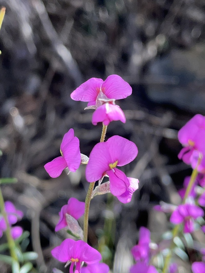 Mirbelia speciosa photo 8