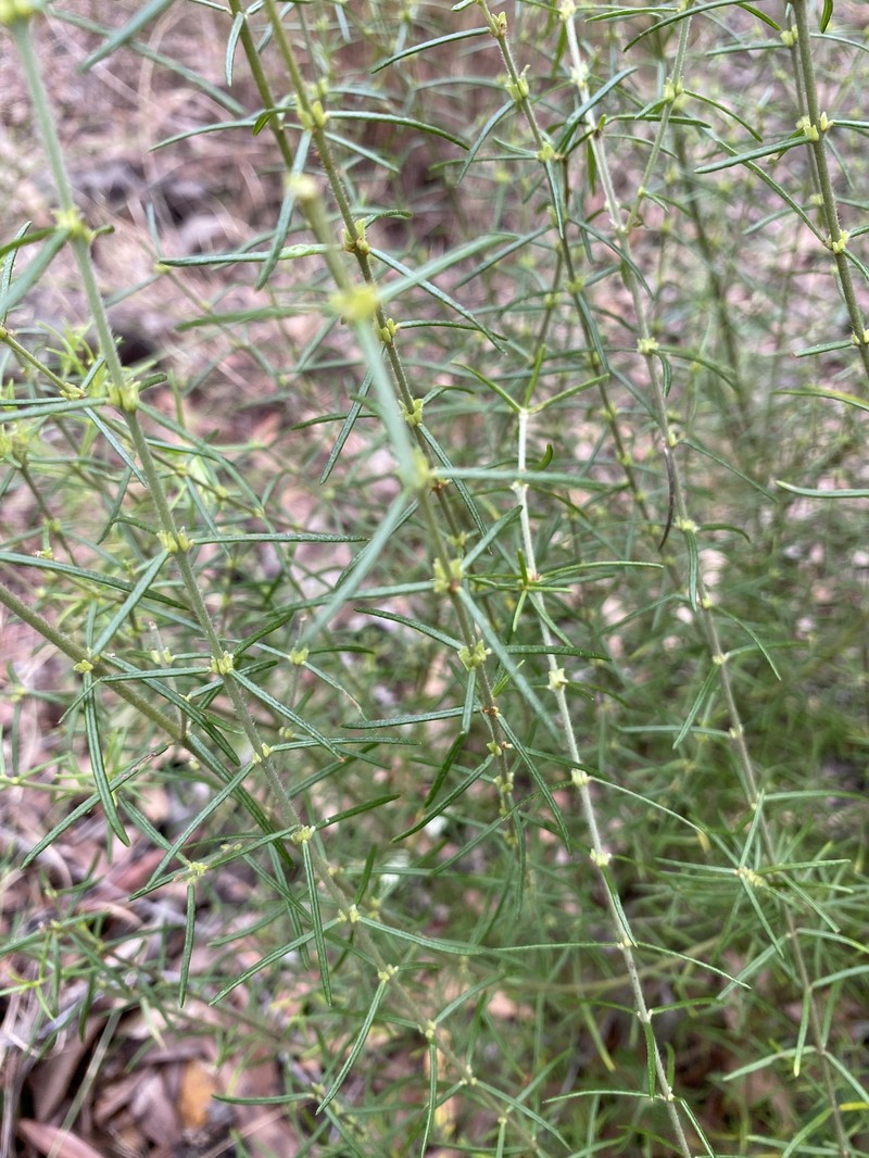 Mirbelia speciosa subsp. ringrosei