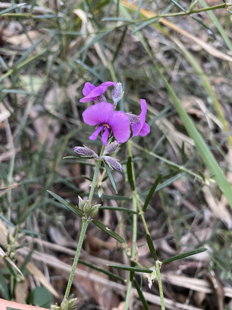Mirbelia speciosa subsp. ringrosei photo 2