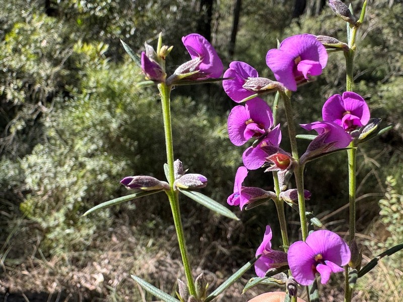 Mirbelia speciosa subsp. ringrosei photo 3