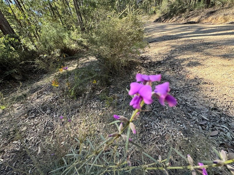 Mirbelia speciosa subsp. ringrosei photo 4