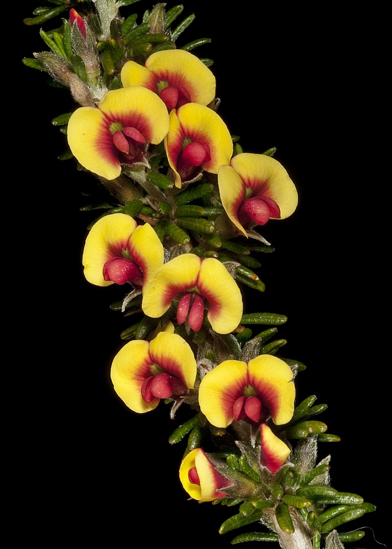 Mirbelia spinosa