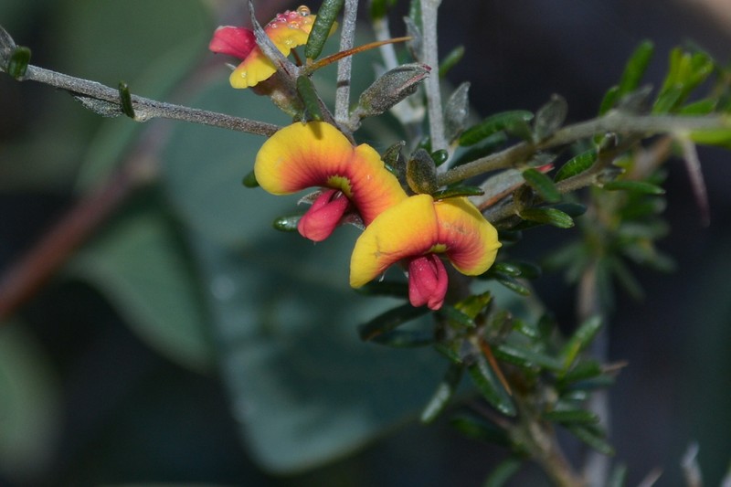 Mirbelia spinosa photo 2