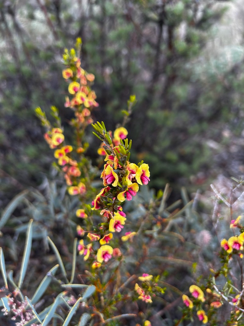 Mirbelia spinosa photo 3
