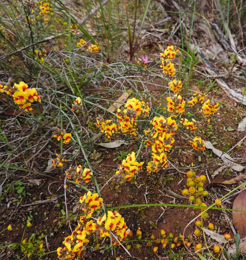 Mirbelia spinosa photo 4