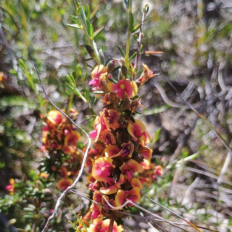 Mirbelia spinosa photo 5
