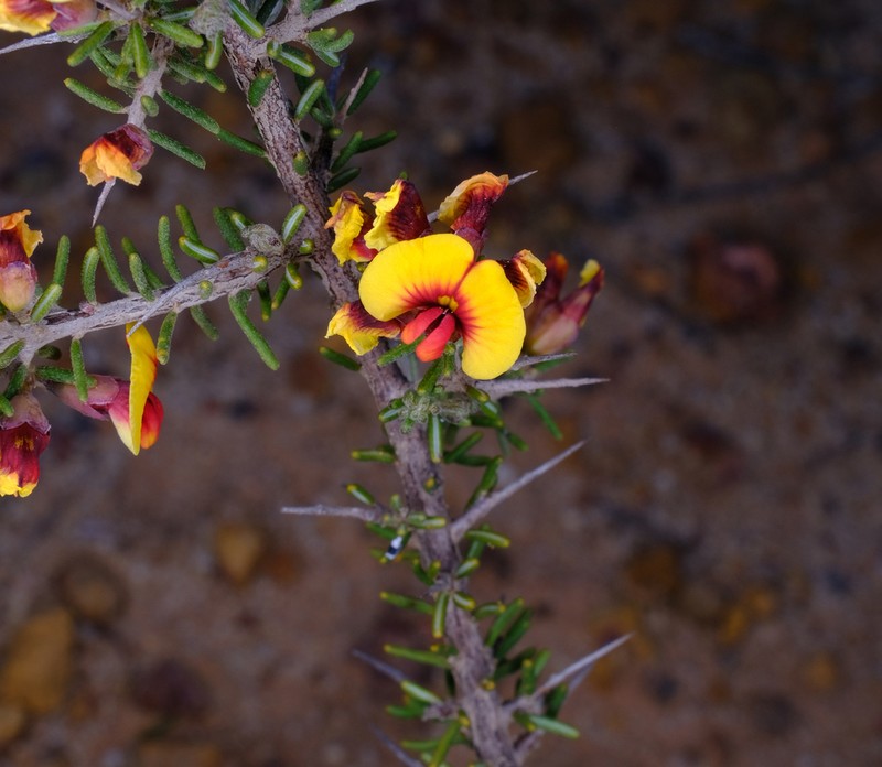 Mirbelia spinosa photo 6