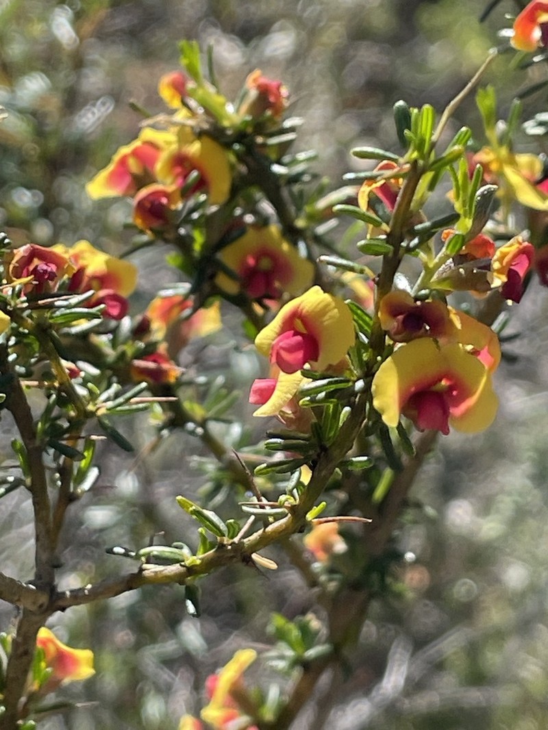 Mirbelia spinosa photo 7
