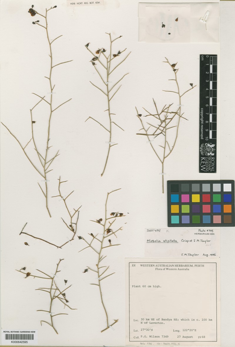 Mirbelia stipitata